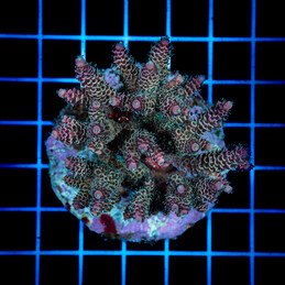 1410 Acropora sp.