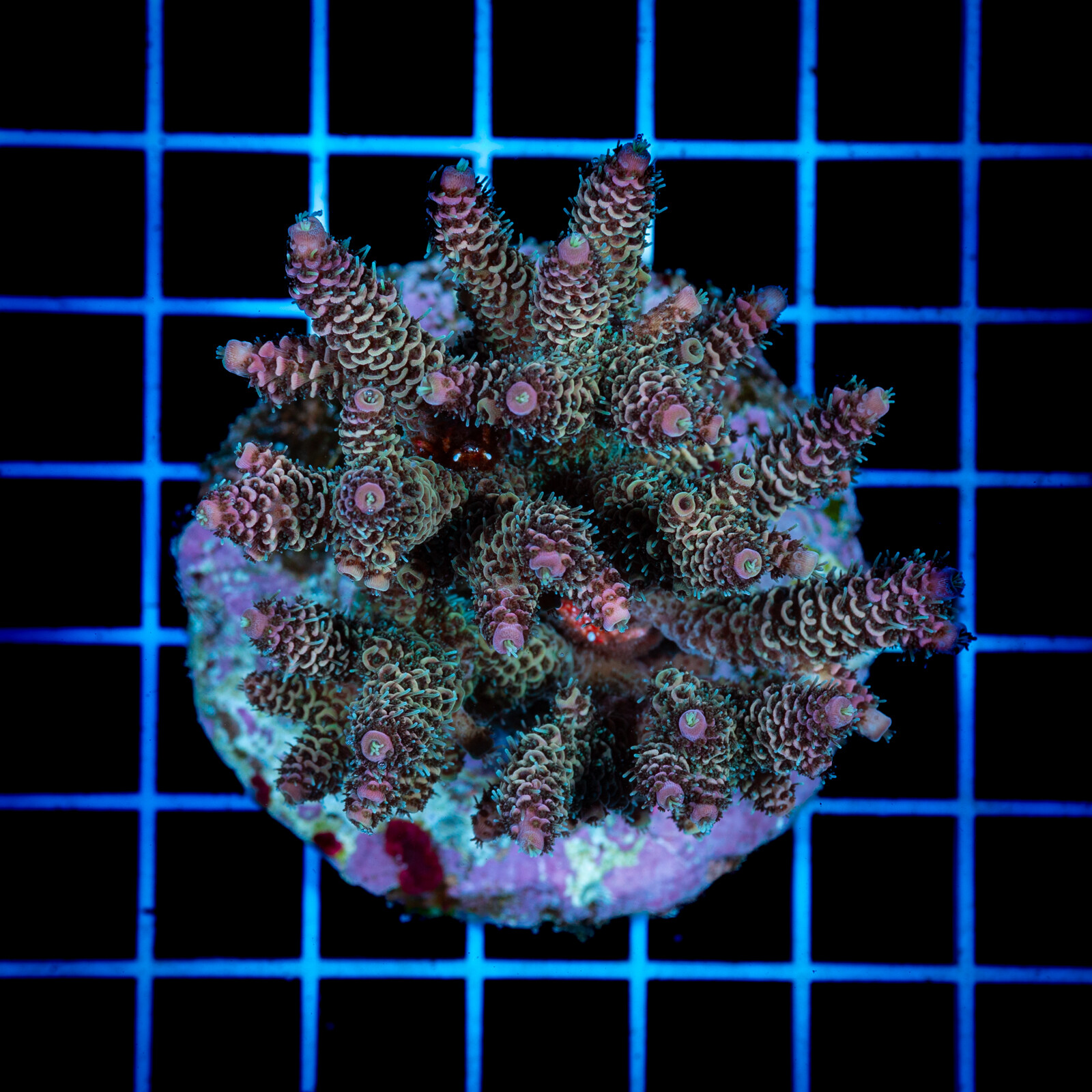 1410 Acropora sp.