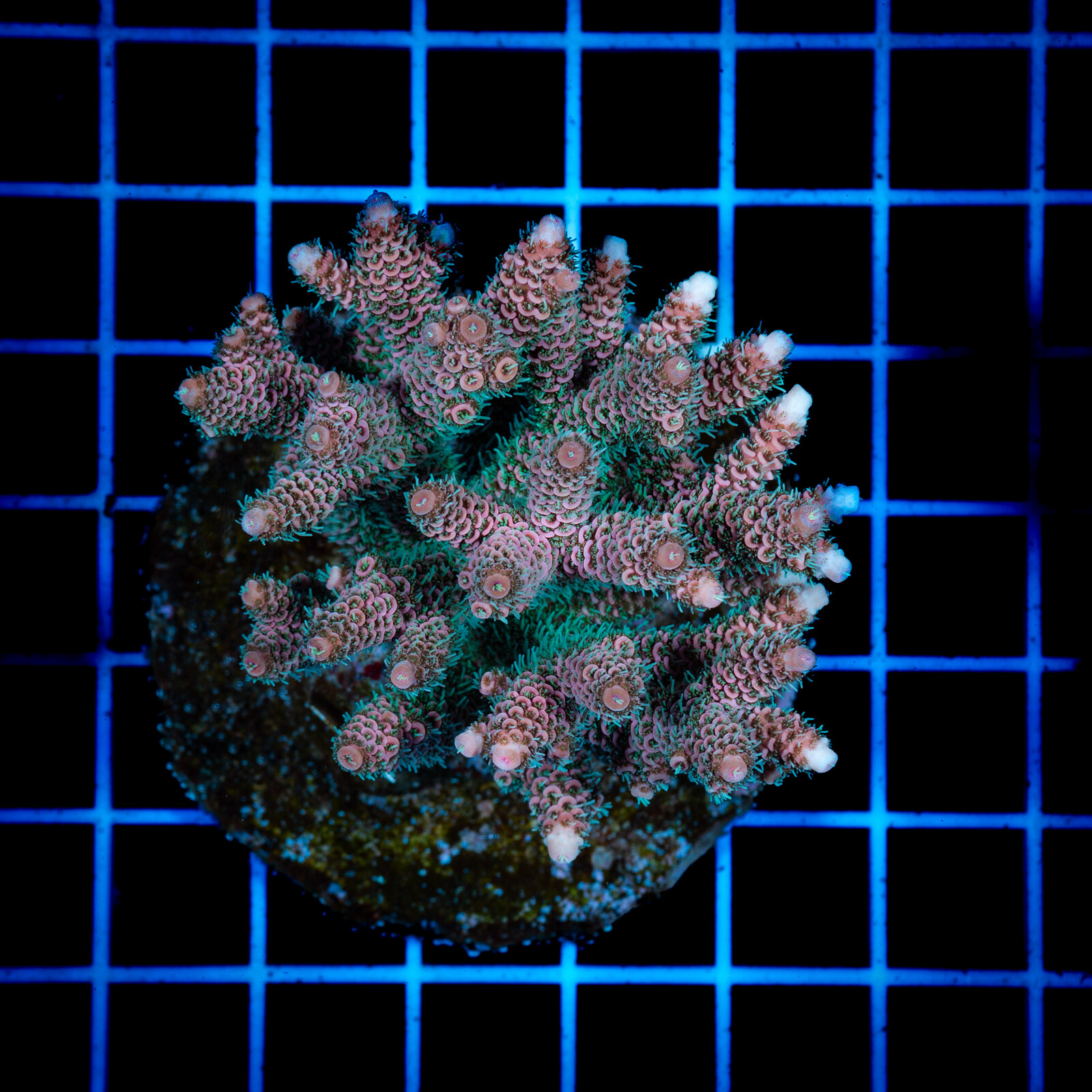 1411 Acropora sp.