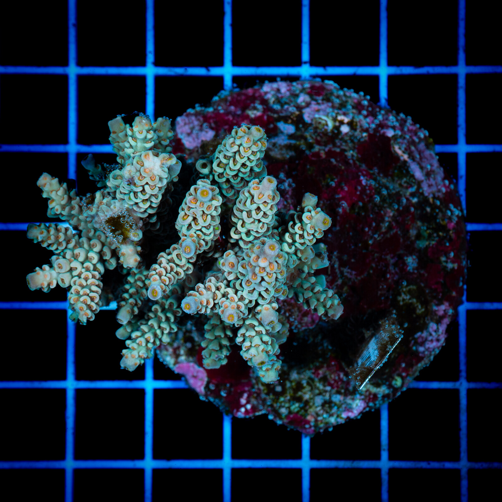 1413 Acropora sp.