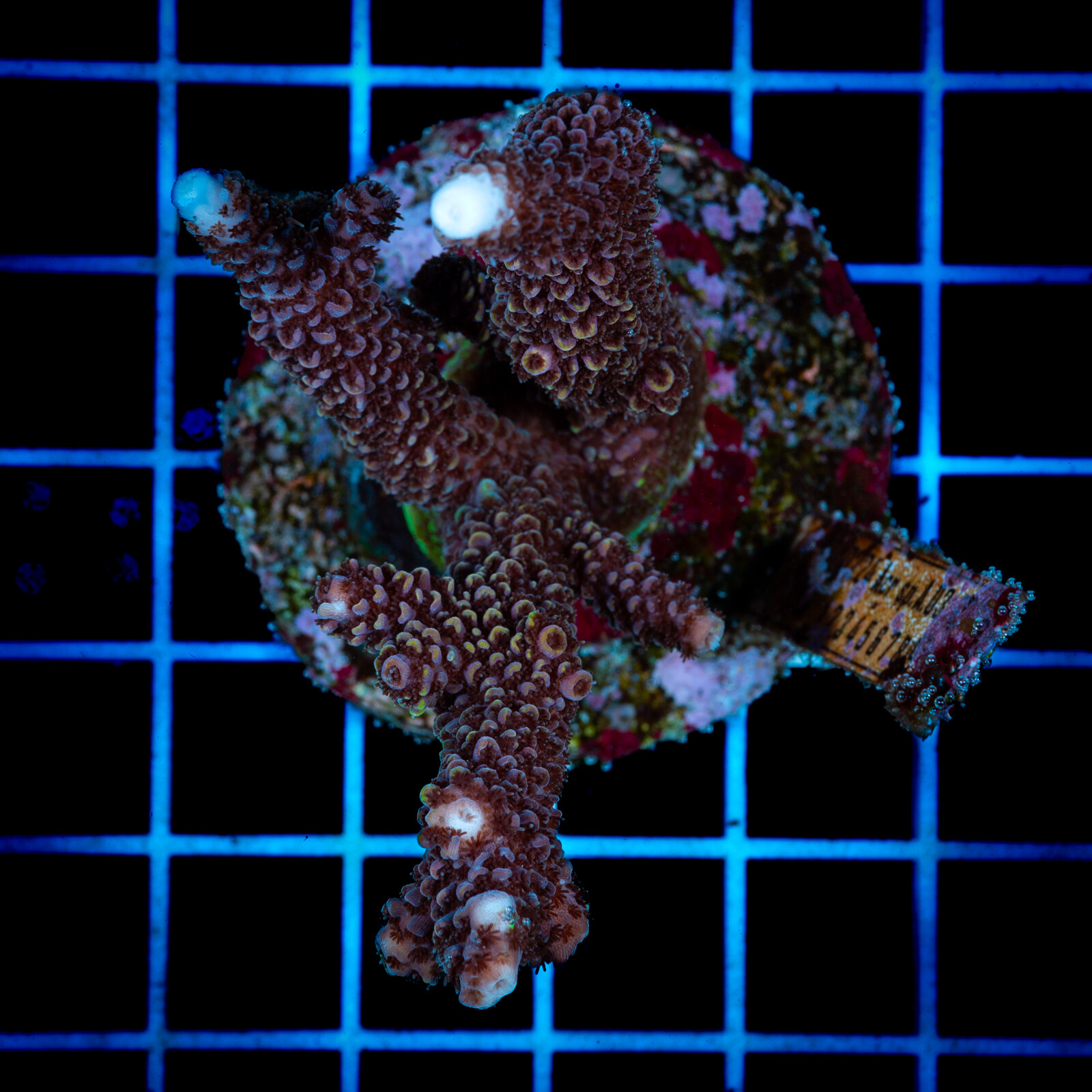 1414 Acropora sp.