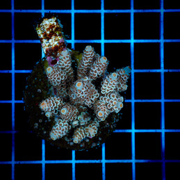 1415 Acropora sp.