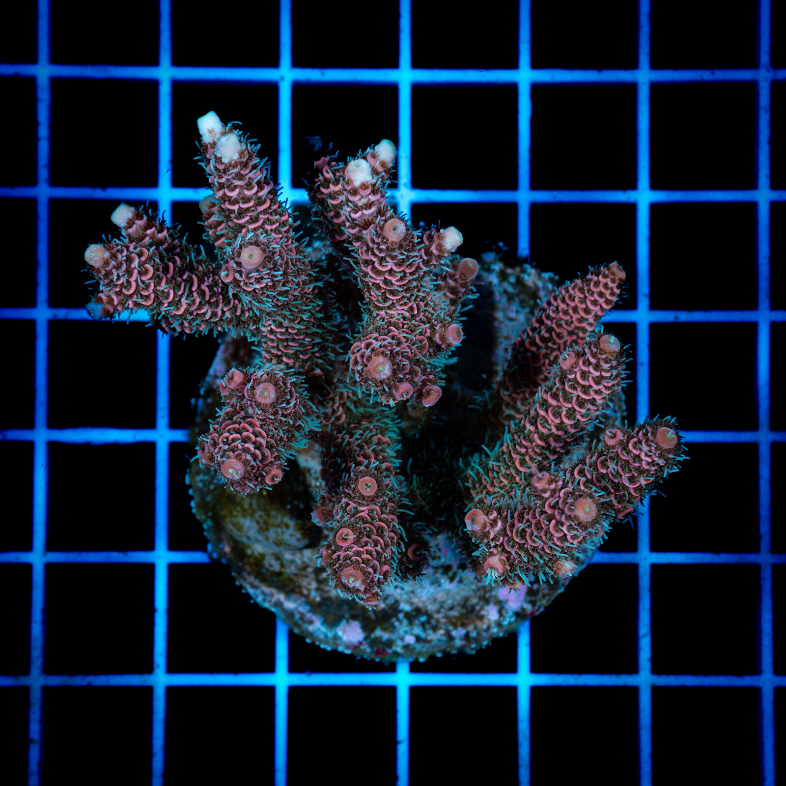 1417 Acropora sp.