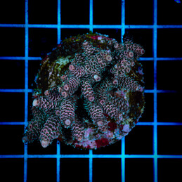 1420 Acropora sp.