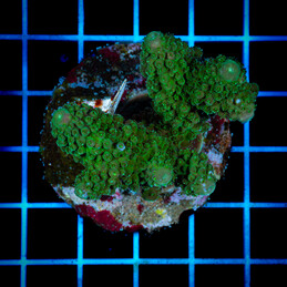 1421 Acropora sp.