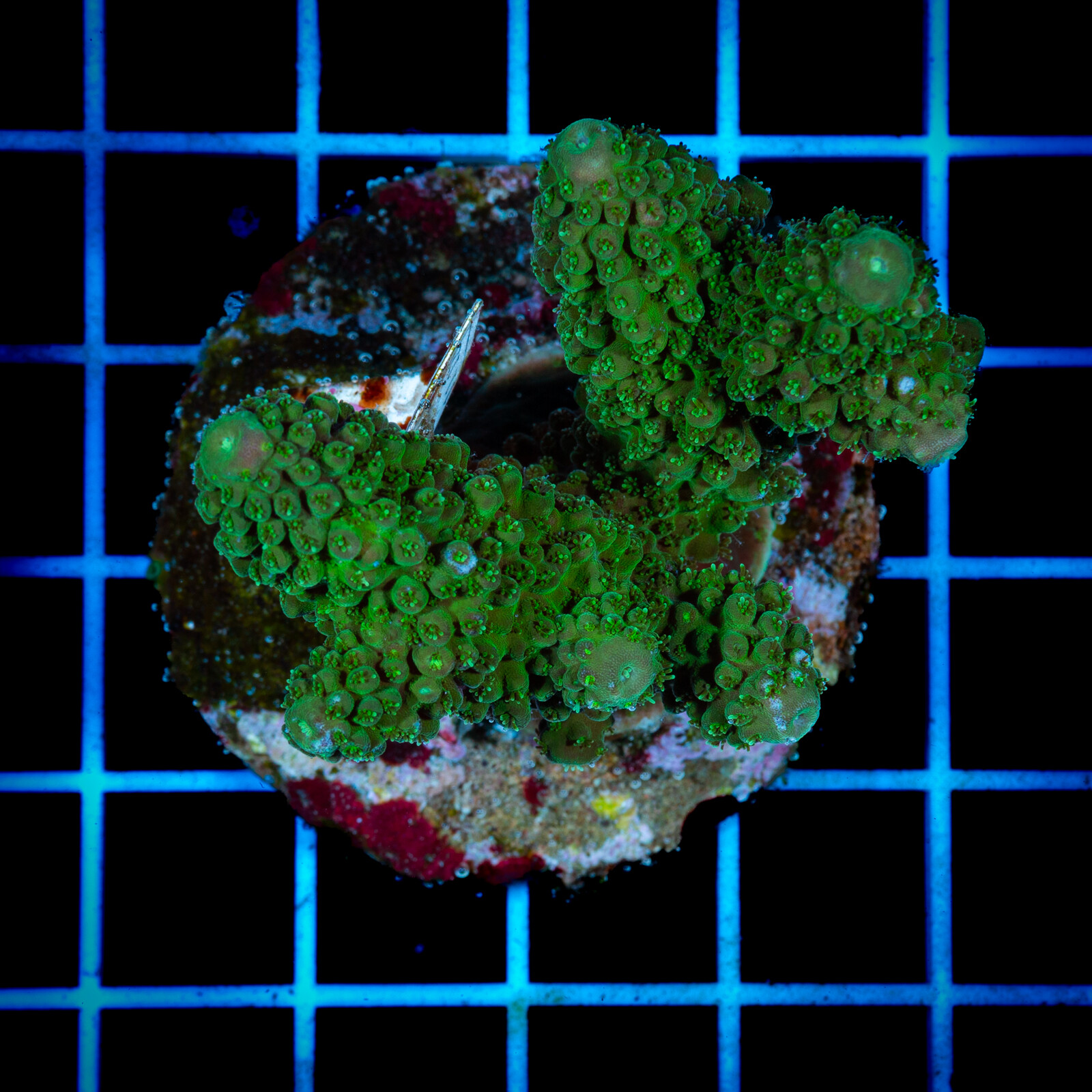 1421 Acropora sp.