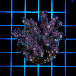 1425 Acropora sp.