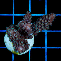 1433 Acropora sp.