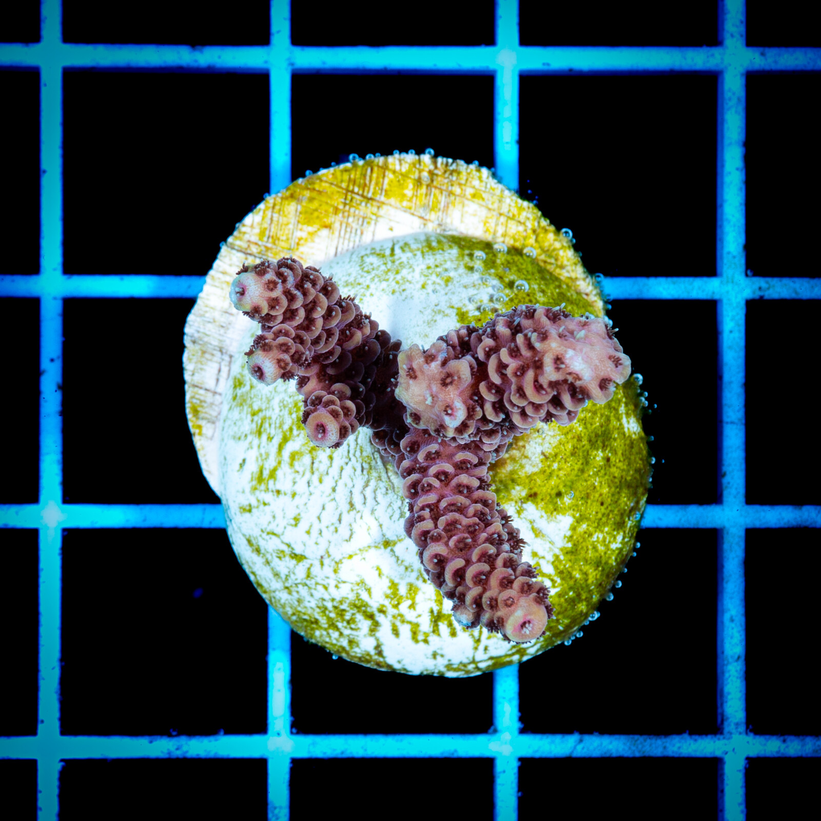 copy of 1130 Eyphyllia Paradivisa