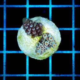 1438 Acropora sp.