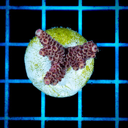 1439 Acropora sp.