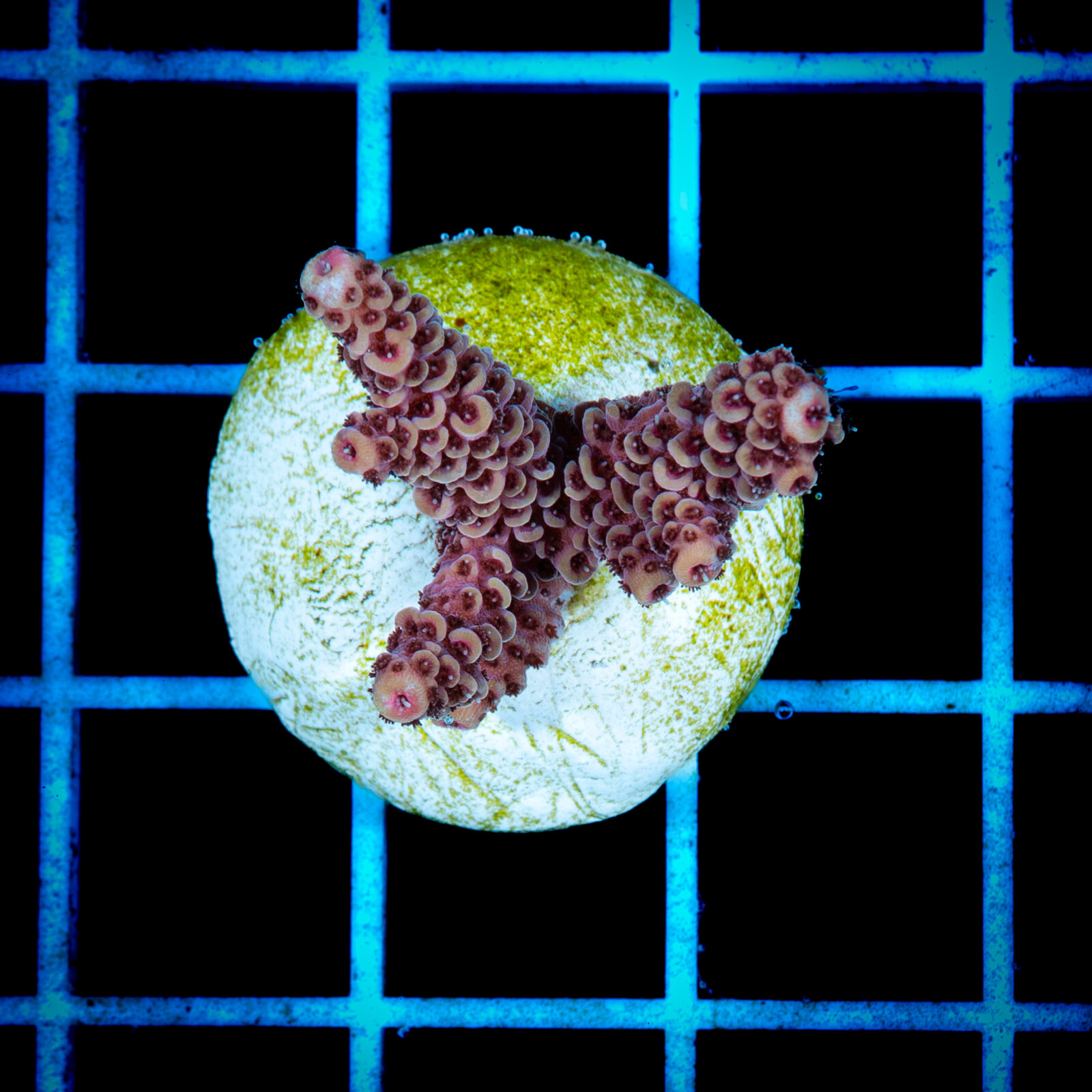 1439 Acropora sp.