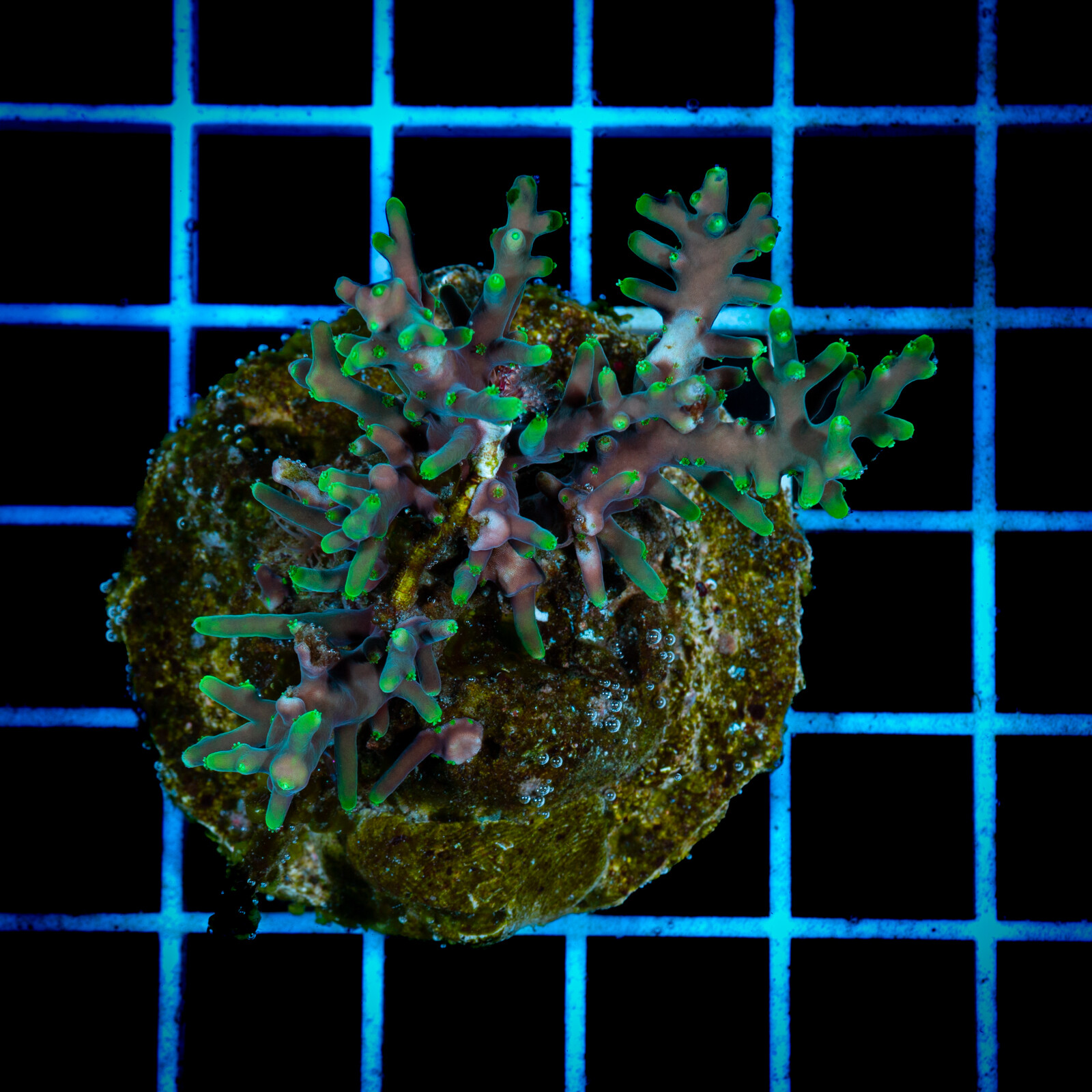 1440 Acropora sp.