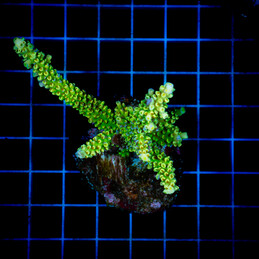 1441 Acropora sp.