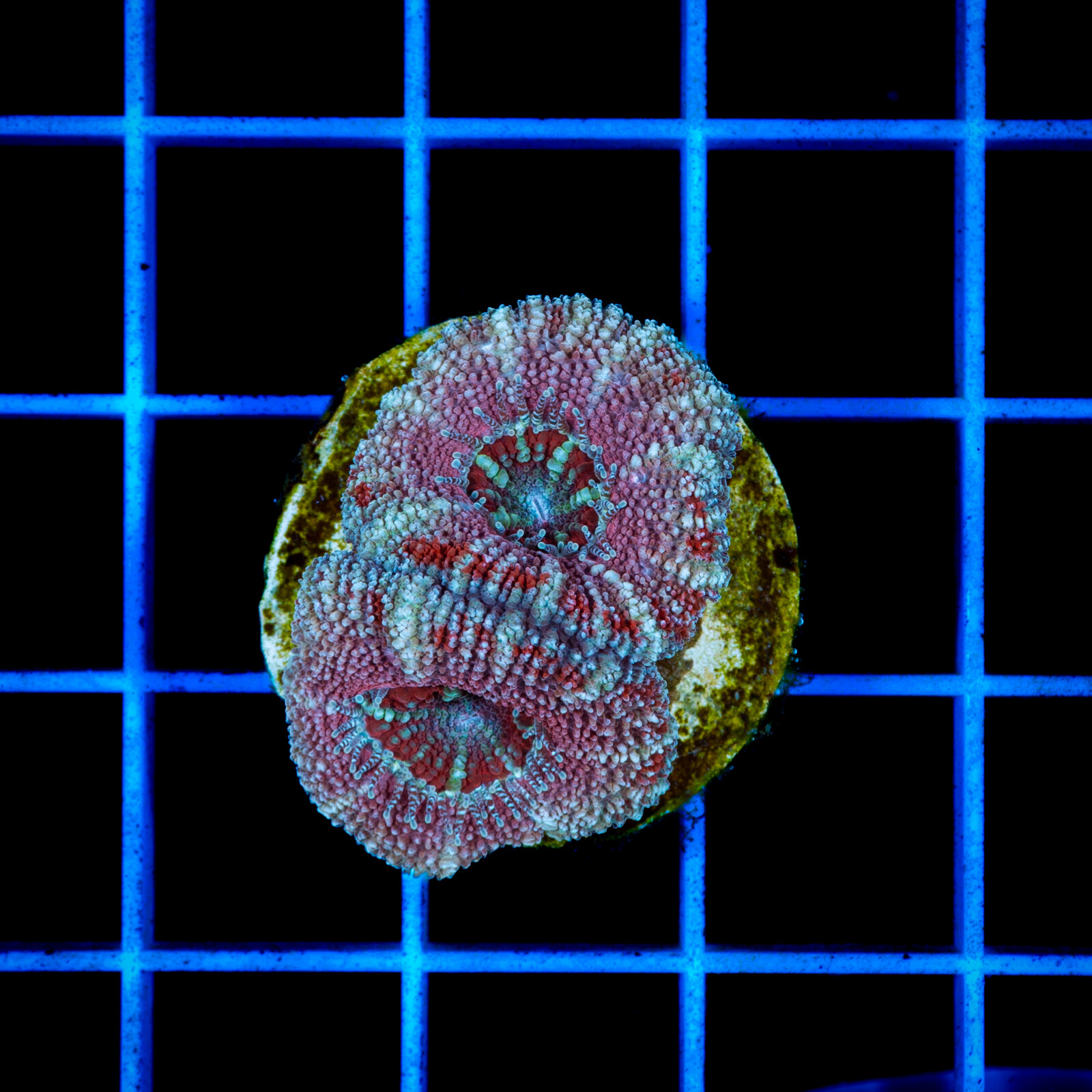 1275 Acanthastrea sp.