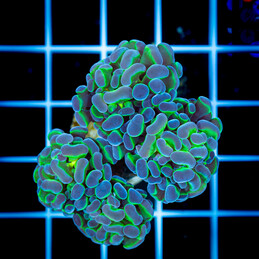 1518 Euphyllia paraancora - 4H