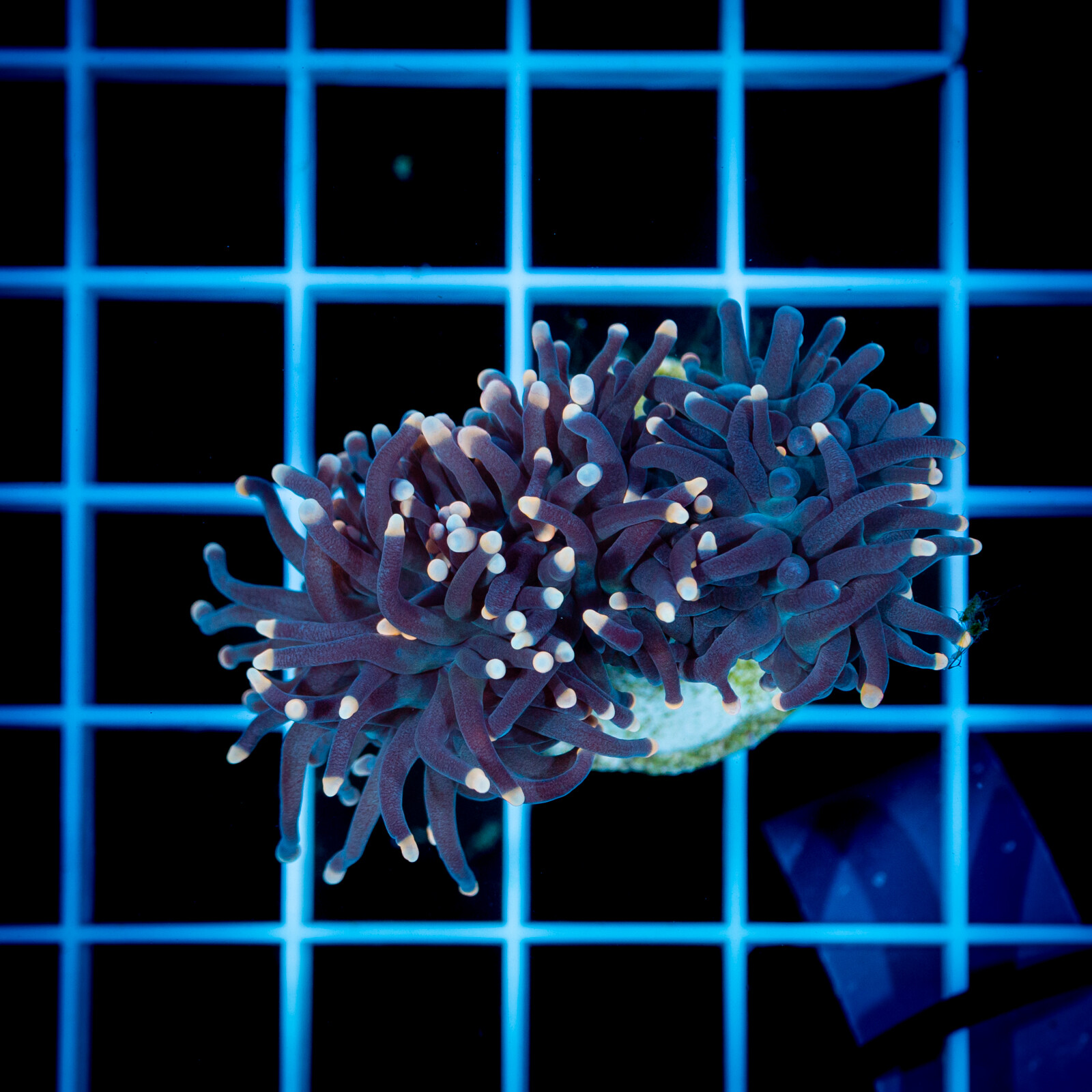 1533 Euphyllia glabrescens Black Torch - 2H