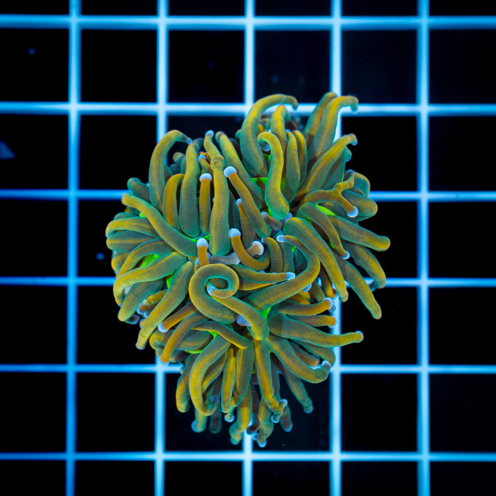 1537 Euphyllia glabrescens Infinite Reach - 3H