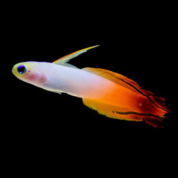 copy of Amphiprion perideraion