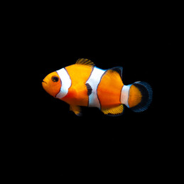 Amphiprion ocellaris...