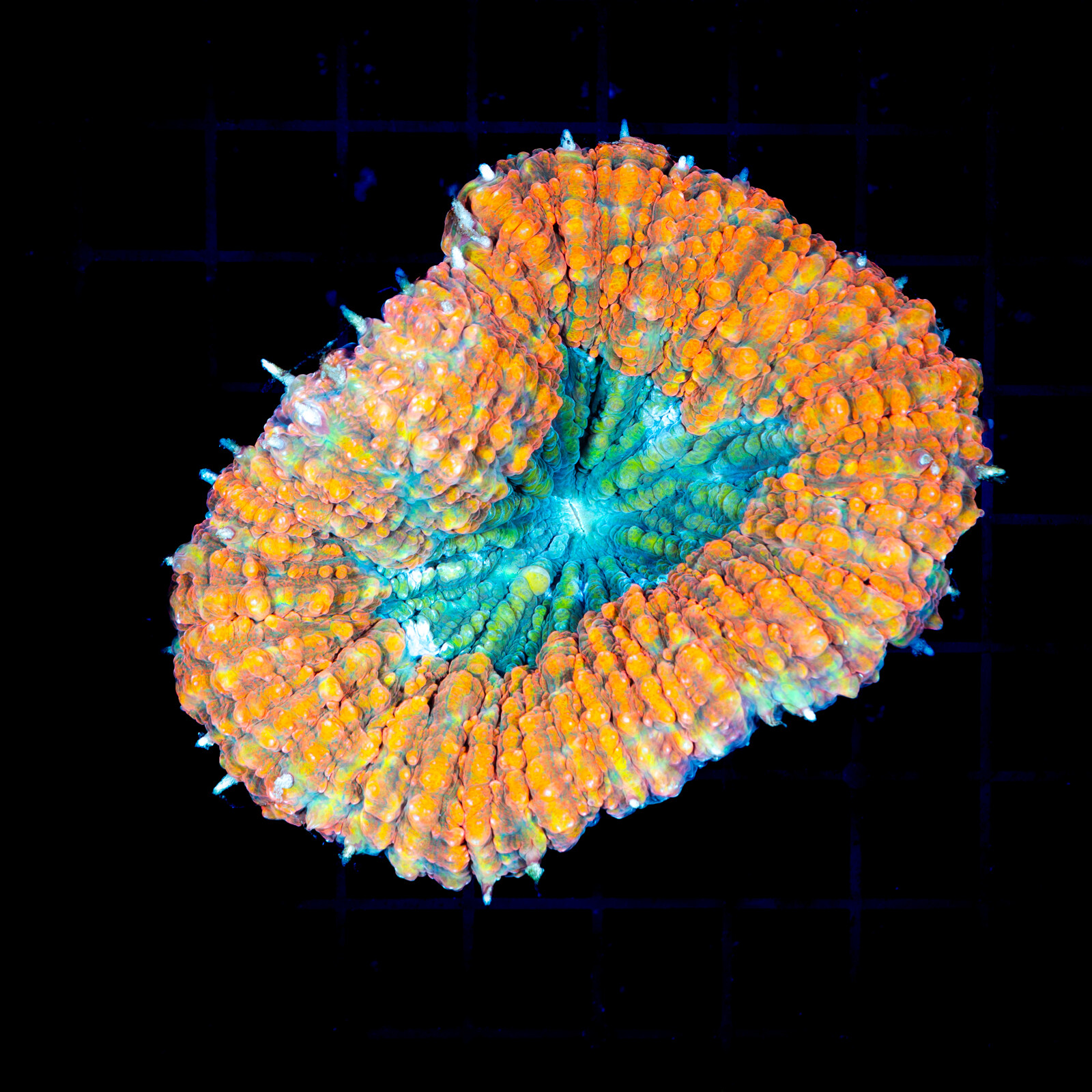 7301 - Lobophyllia