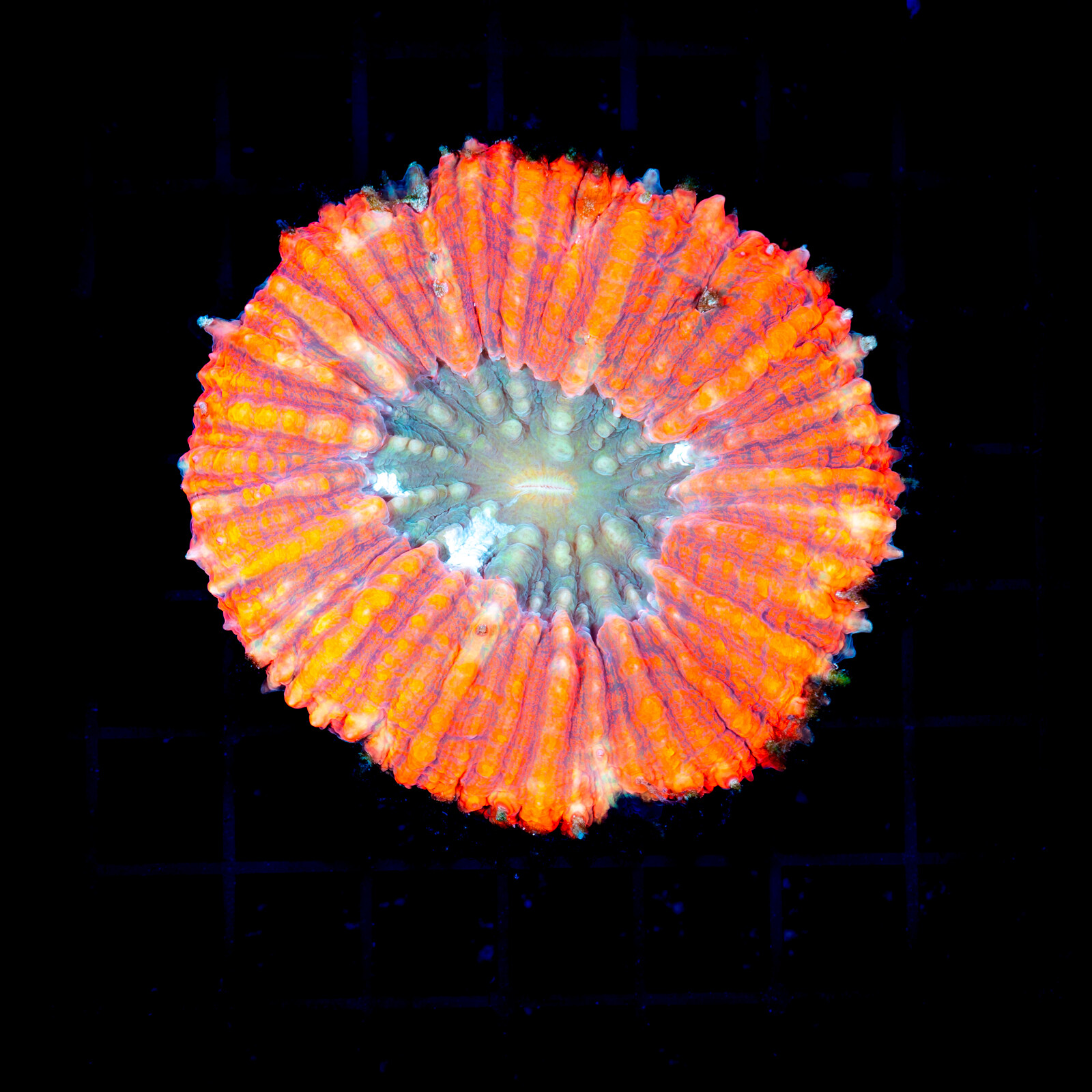 7302 - Lobophyllia