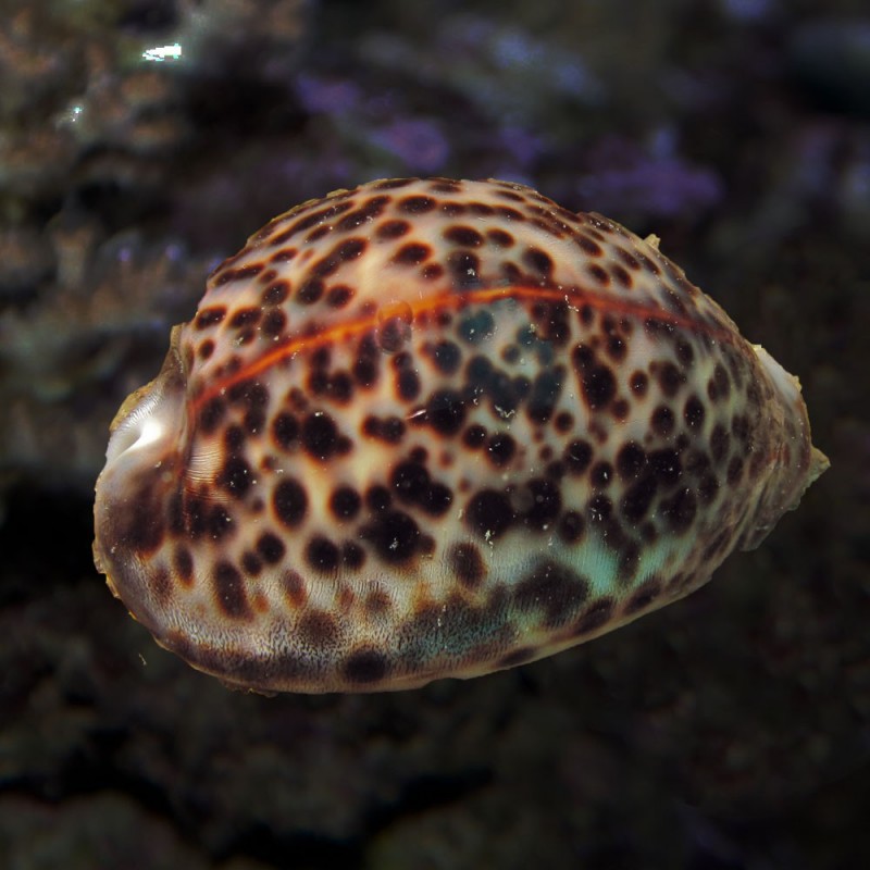 Cypraea tigris L