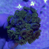 Koralowce niefoto