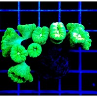 Szczepki koralowców