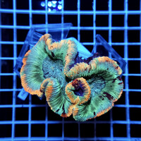 Koralowce LPS