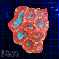 Koralowce Crazy Coral